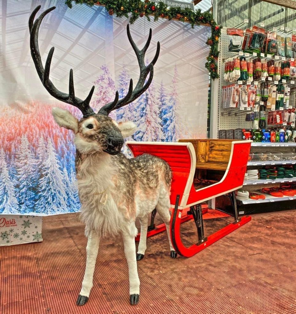 life-sized fake reindeer pulling a sleigh at Lincoln Creek Lumber