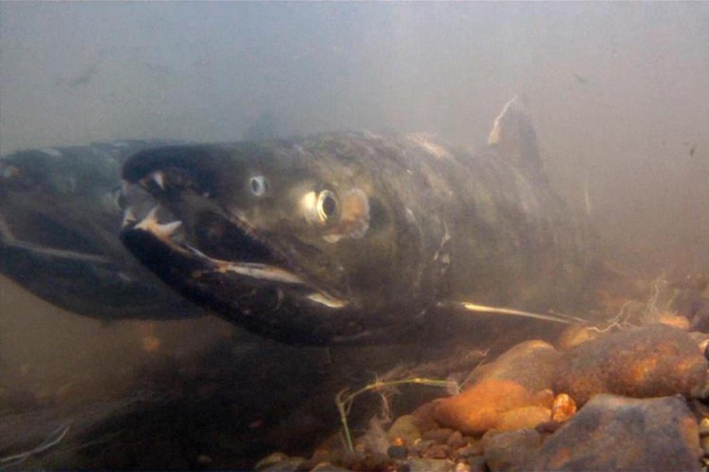 Chum salmon in a river