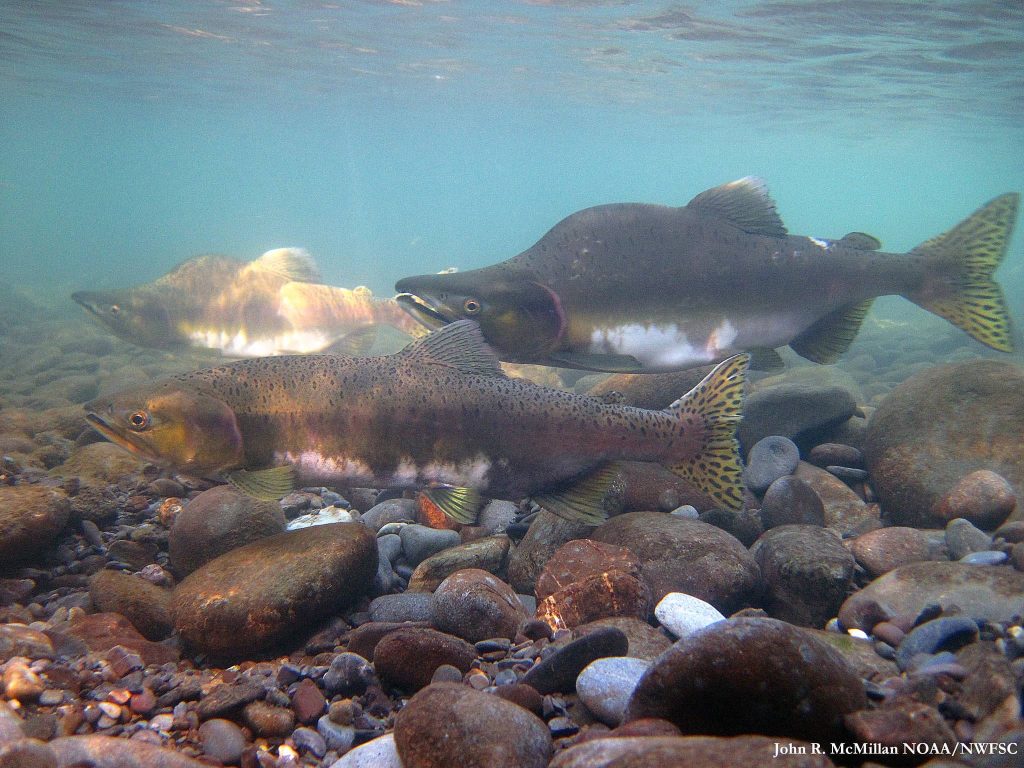 male Chum salmon underwater