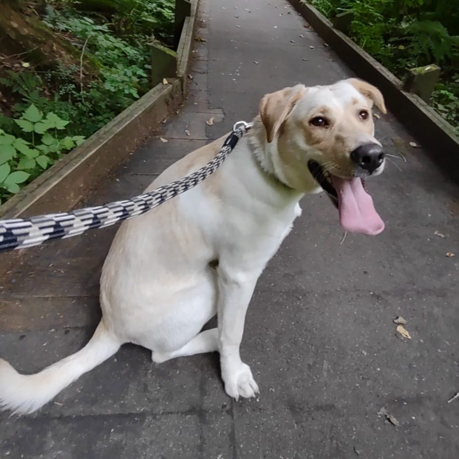 yellow lab sitting on the wooden boardwalk at McLane Creek