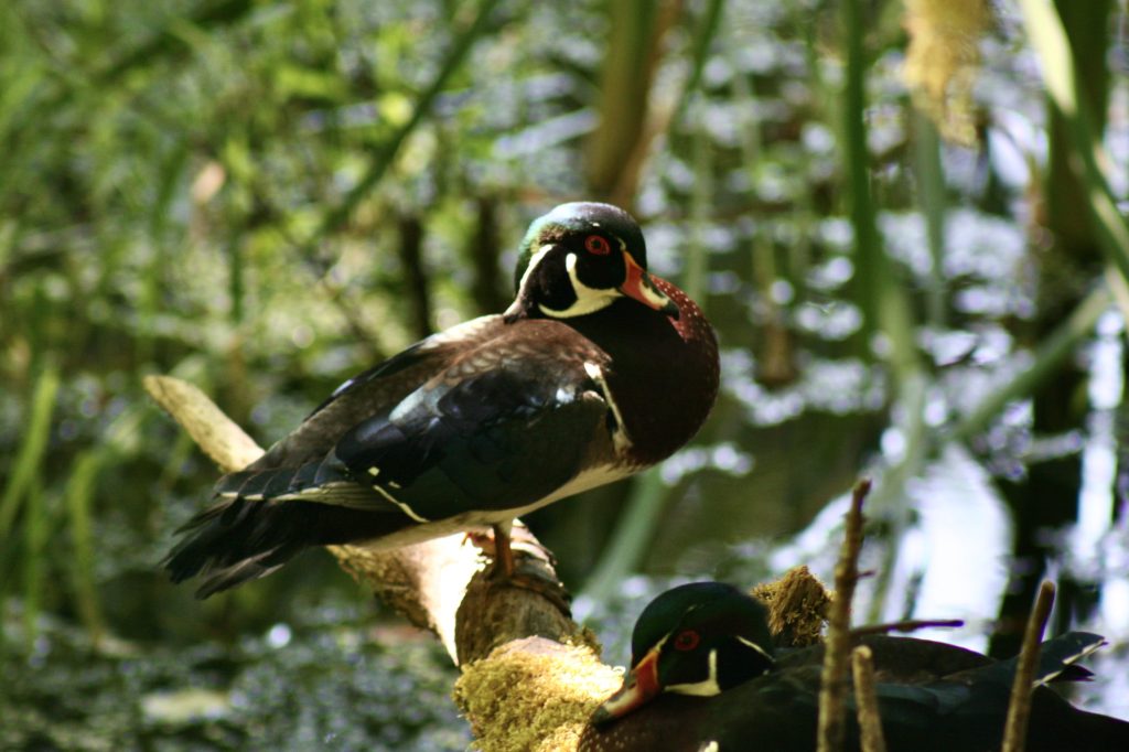 two male wood ducks sitting on a branch above the water