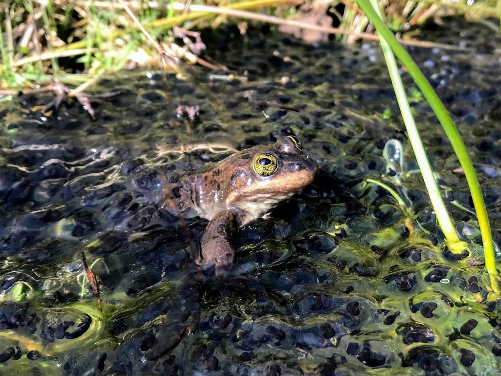 Oregon spotted frog sitting in mud.