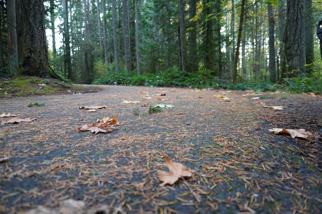 a paved path in a forest