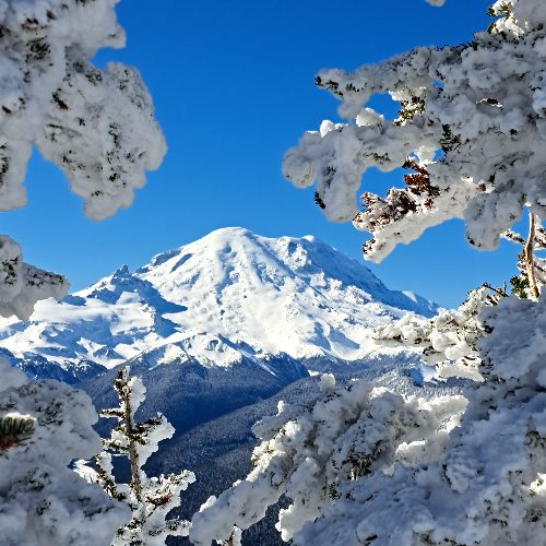 Crystal Mountain  through snow-covered trees
