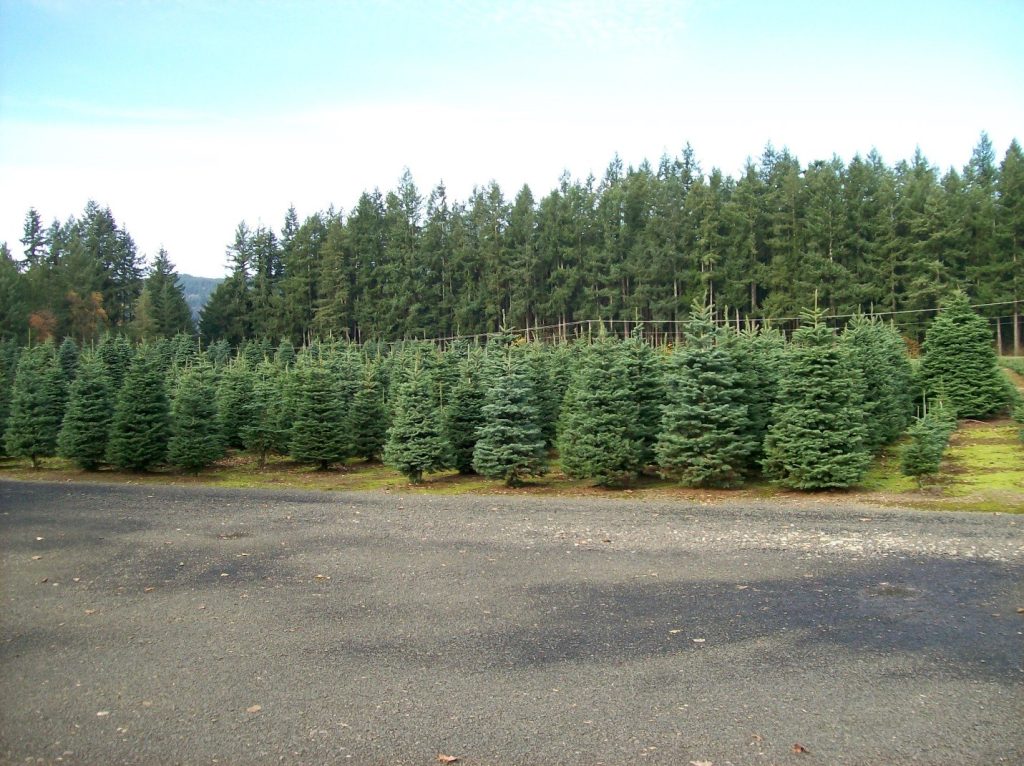 rows of Christmas Trees growing