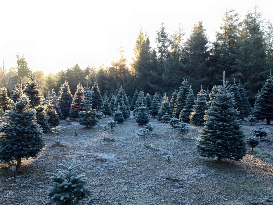 Christmas tree farm at sunrise with frost on the trees and the ground