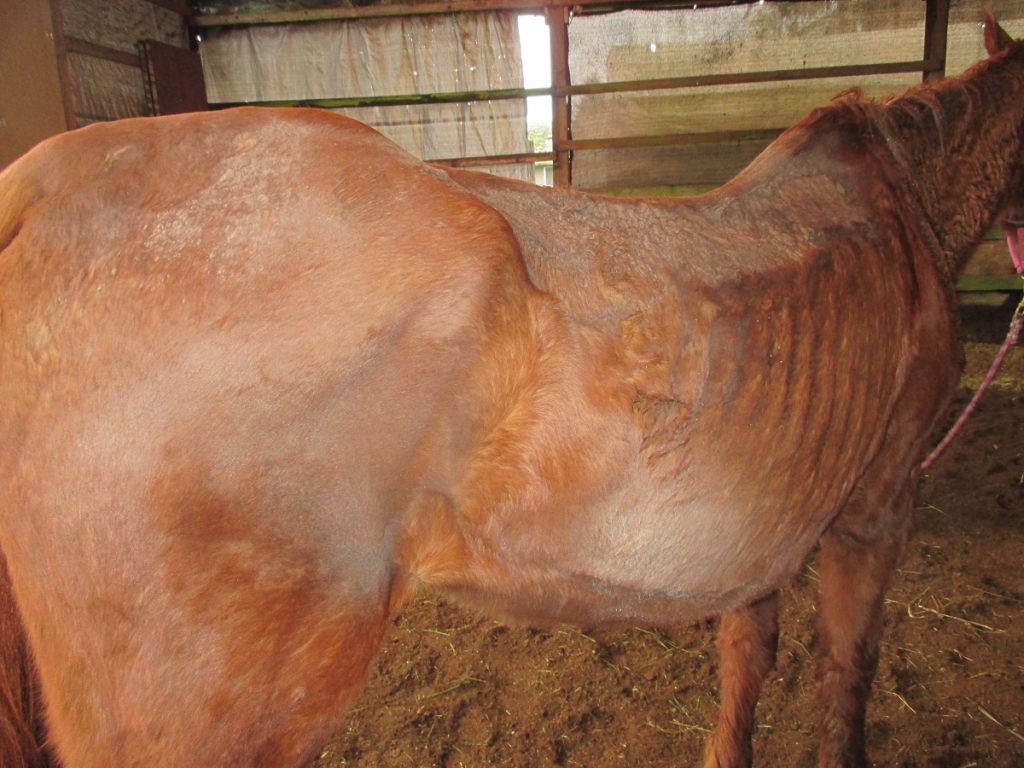 very thin red horse with ribs showing standing in an building