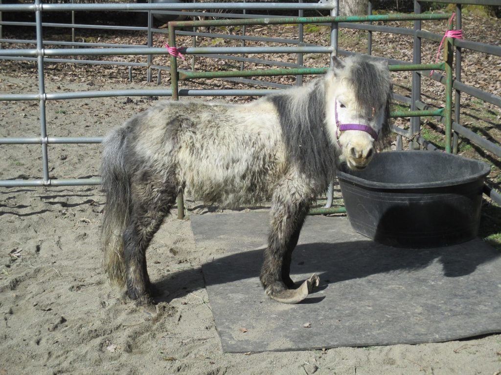 grey miniature horse standing by a trough