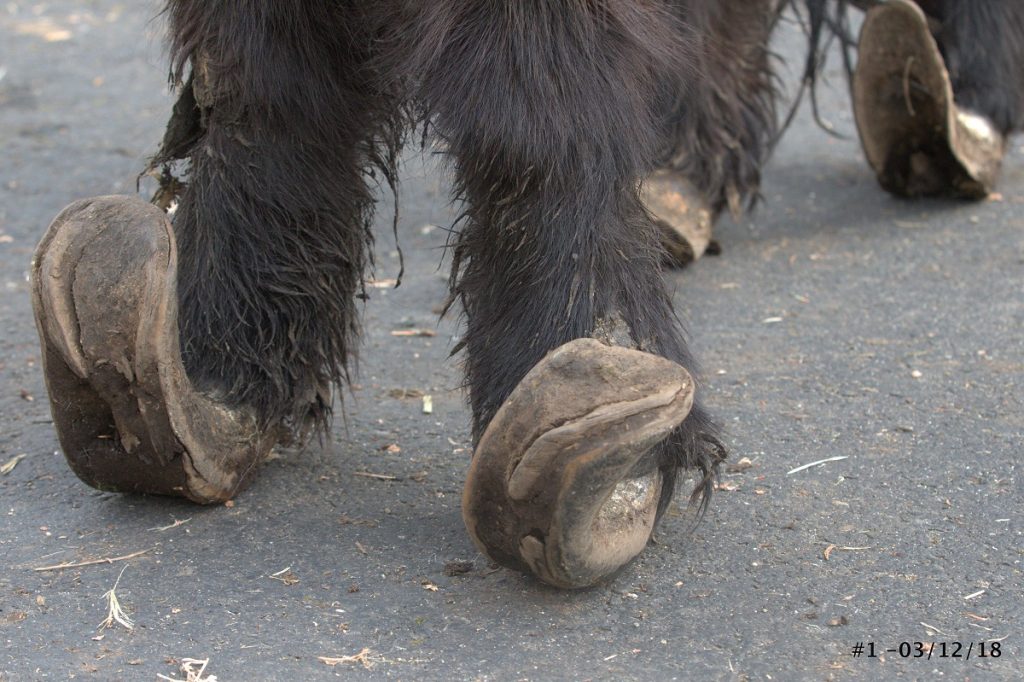 Close up of a black mini horse's hooves that are so long they are curled up
