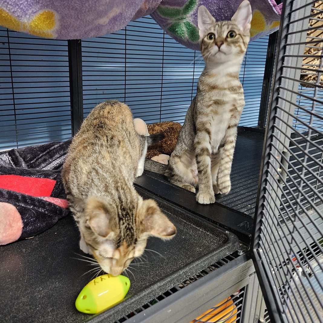 two tabby kittens in a cat cage. one is sniffing a yellow toy mouse, the other is up on his hind legs