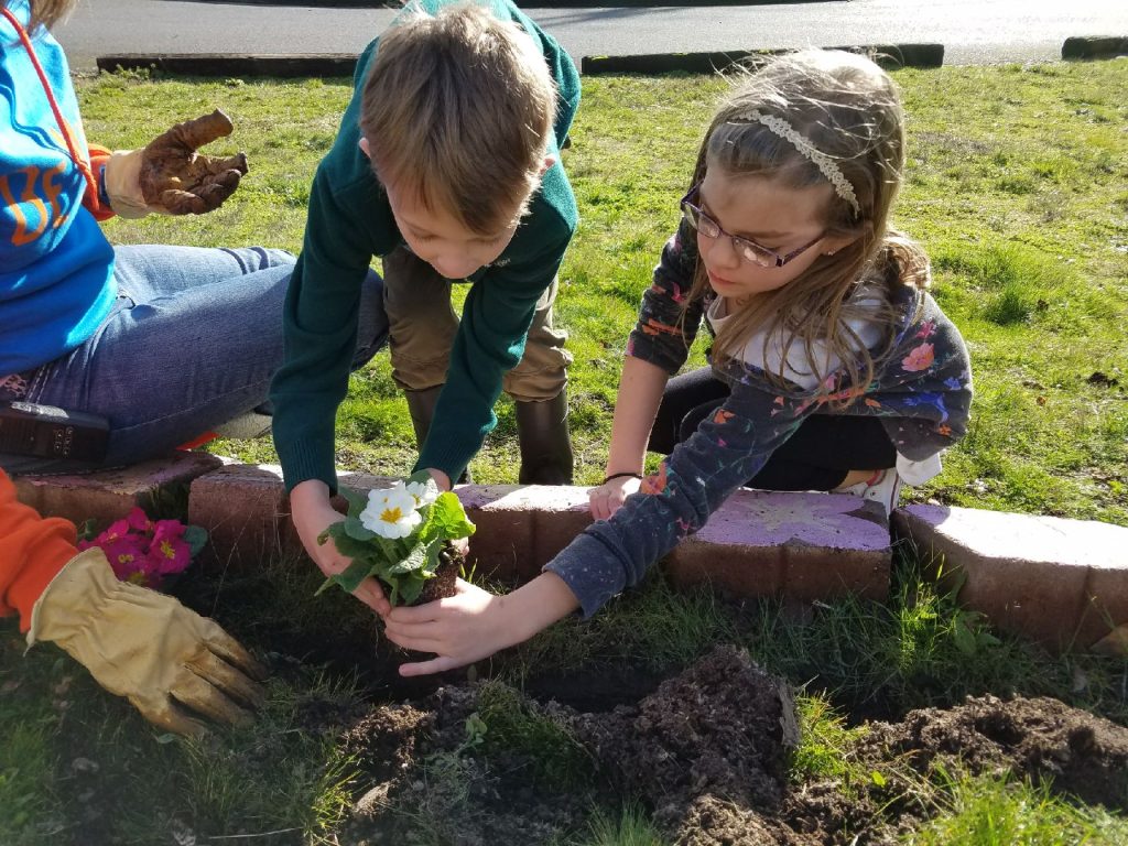 two young students plant a primrose with the help of an adult