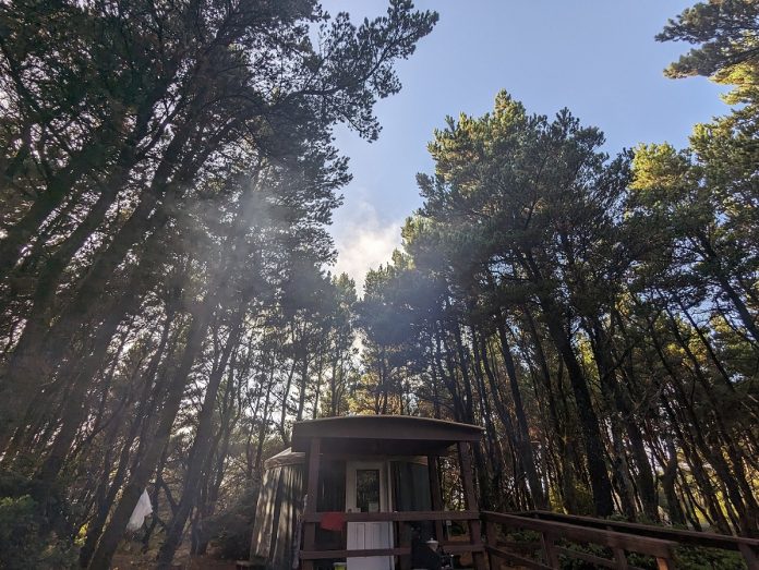 wooden yurt surrounded by tall evergreens with the sun shining through them