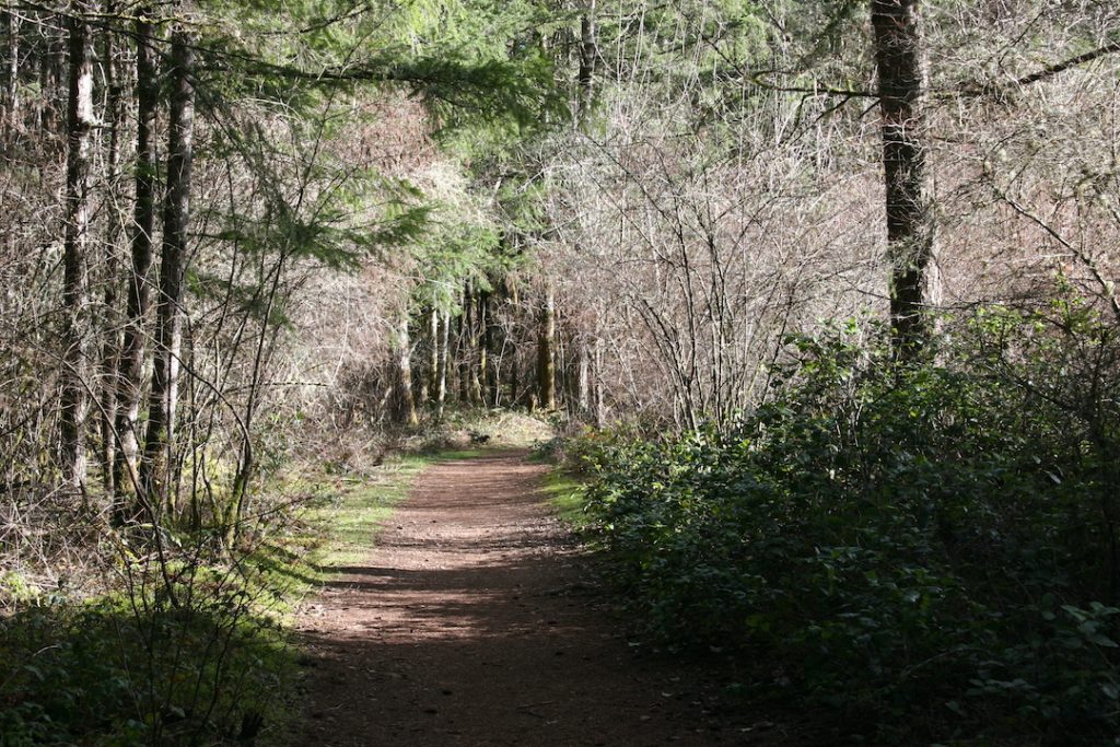 wooded trail in LBA park