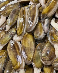 pile of clams