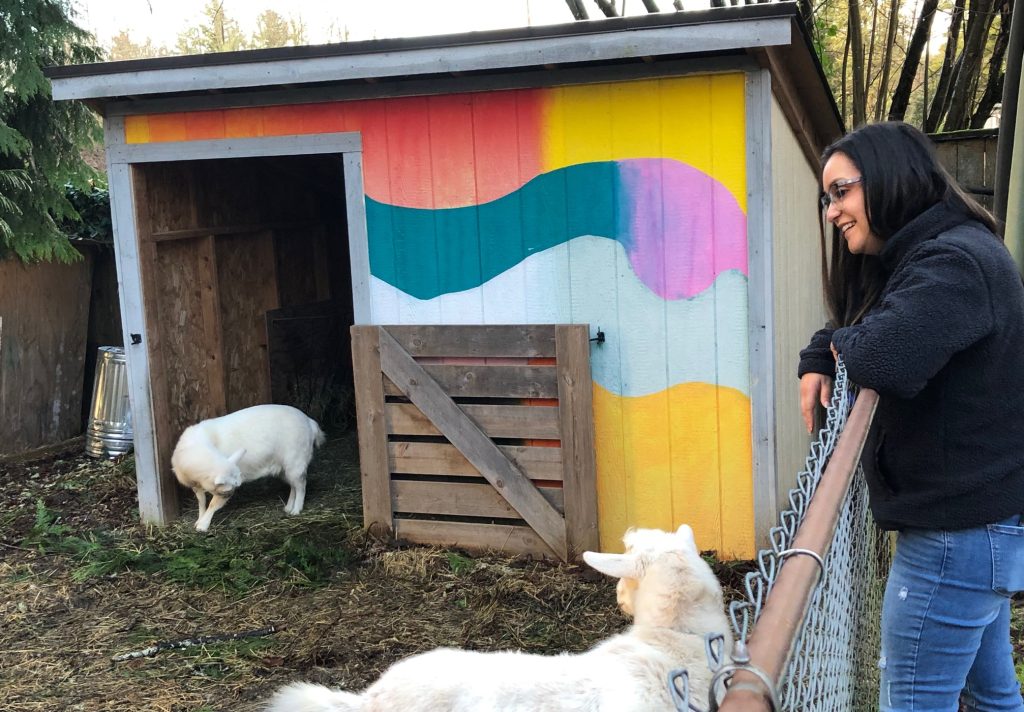 two white goats with a rainbow-colored shed