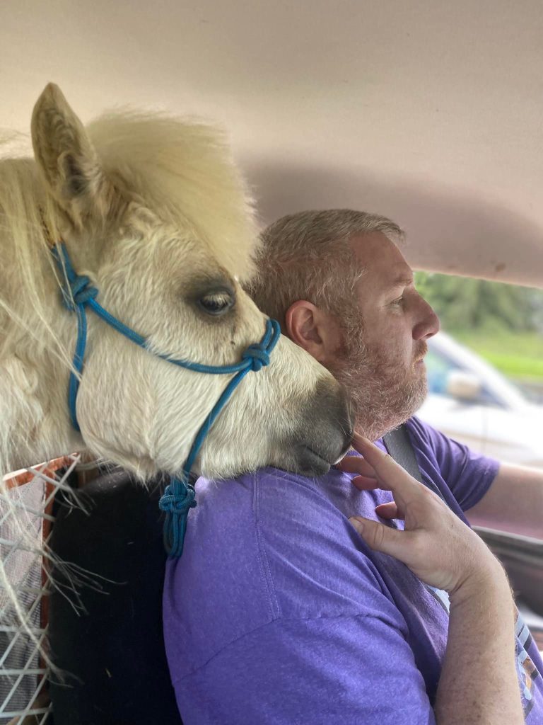 Miniature horse in a van with his head by the driver, Matt.