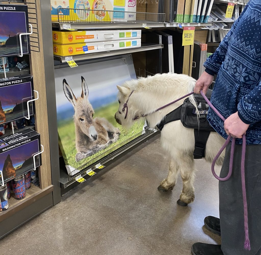 miniature horse looking at a photo of a donkey inside Fred Meyer