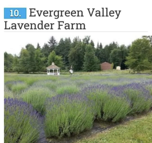 Opening Weekend @ Evergreen Valley Lavender Farm