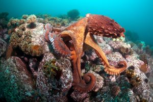 A Celebration of Cephalopods @ WET Science Center
