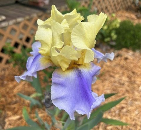 purple and yellow iris flower in a garden