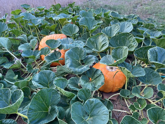 large orange pumpkins in a patch
