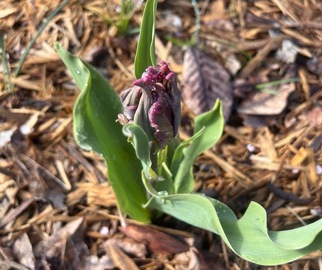 a tulip beginning to bloom