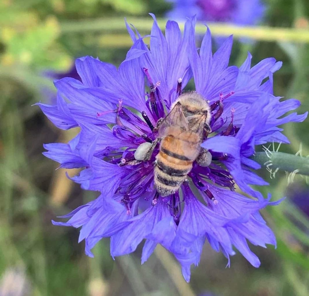 close up of a honey bee on a purple flower