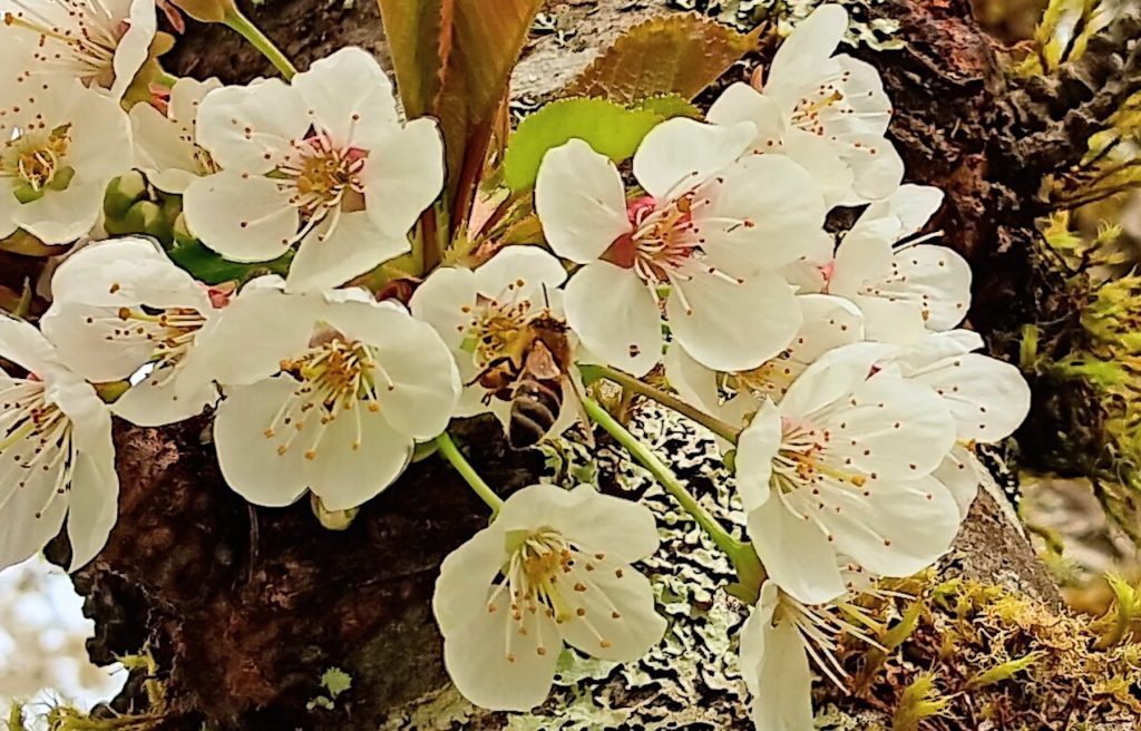 close of up cherry blossoms