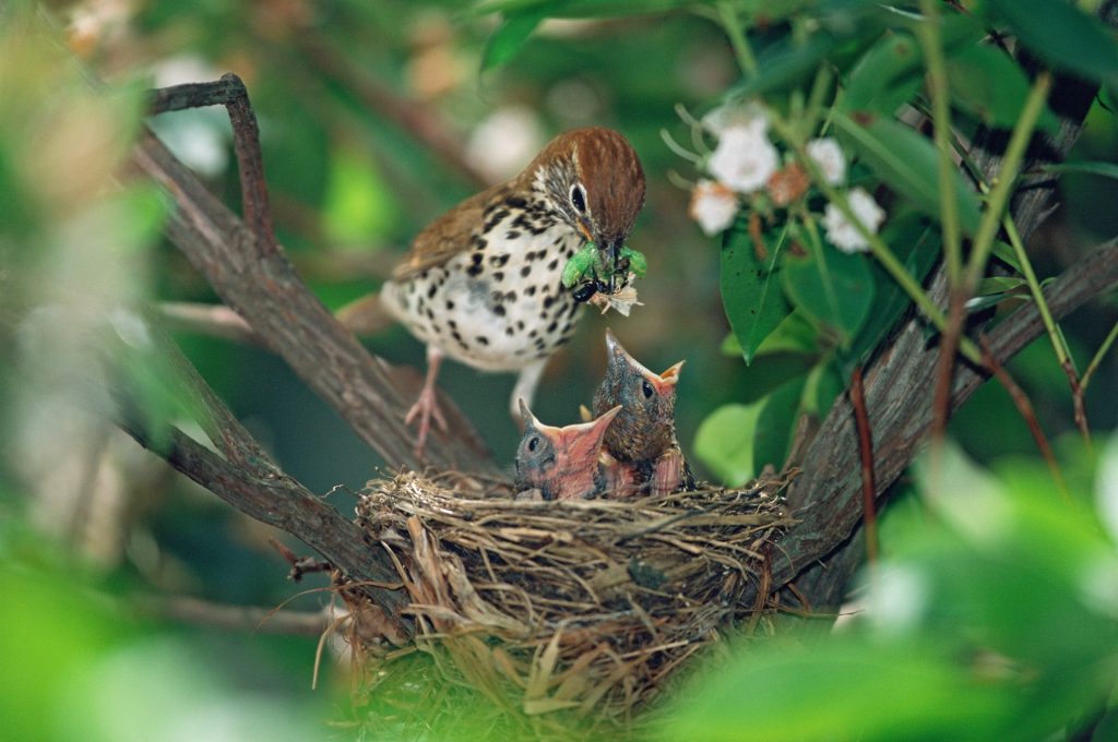 Mother bird in a next feeding her chicks