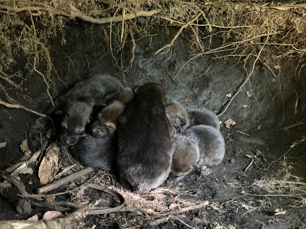 pile of wolf pups in a den