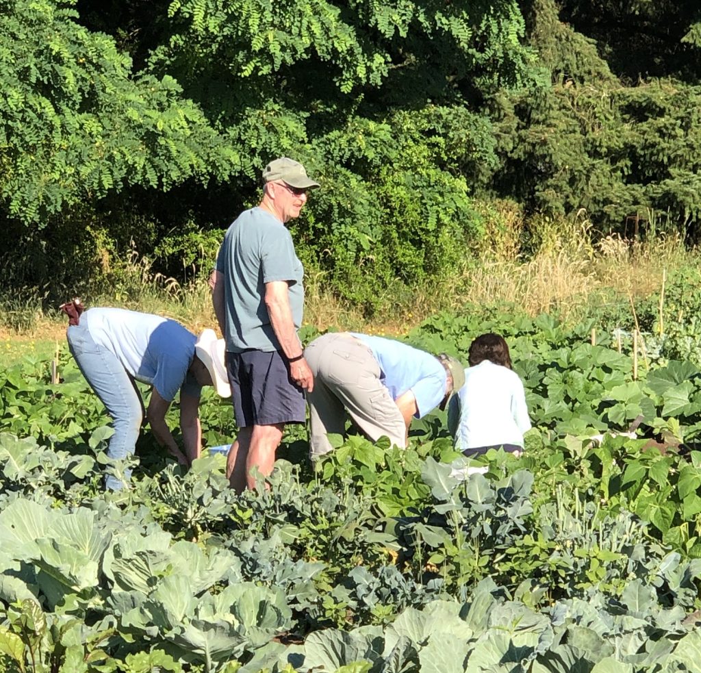 people working in a garden of big green leafy vegetables. 