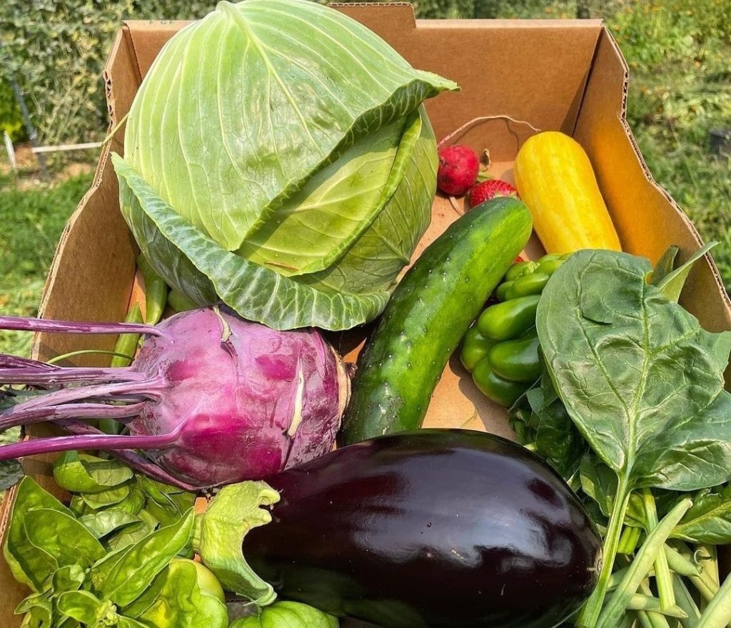 a box full of lettuce, cucumber, eggplant and other vegetables.