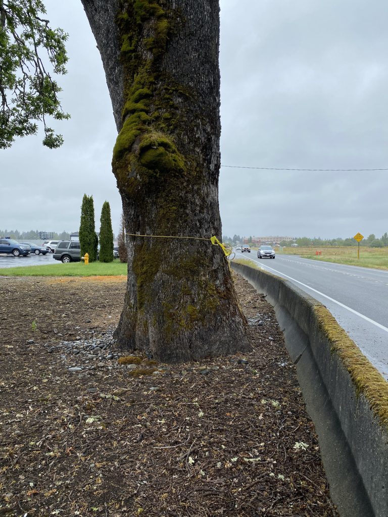 Garry oak trunk with a concrete barrier next to it