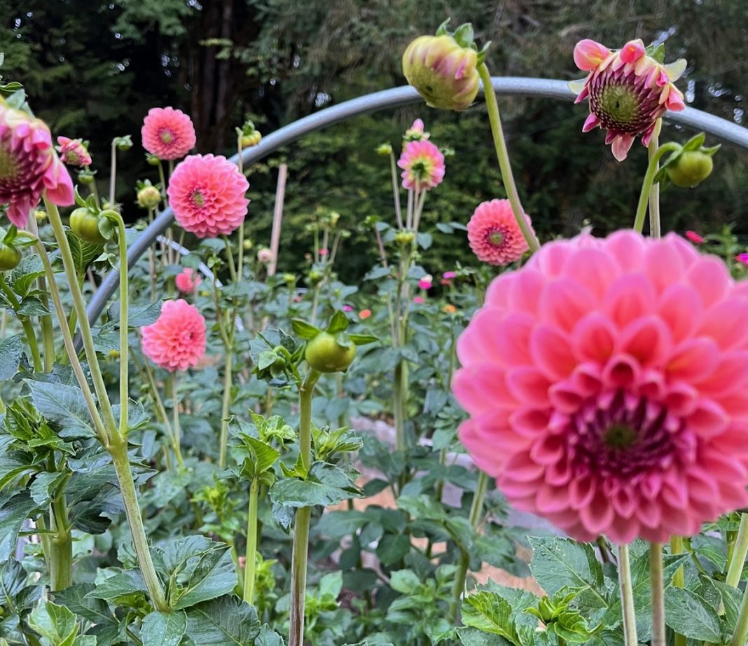 pink dahlias in a field
