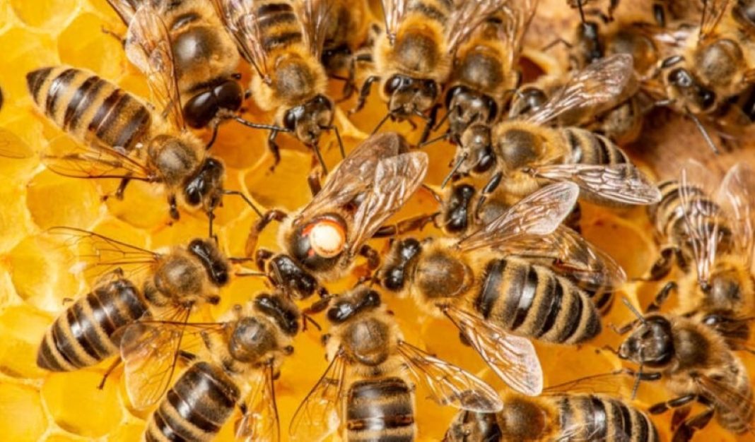 close up of honeybess on a honeycomb
