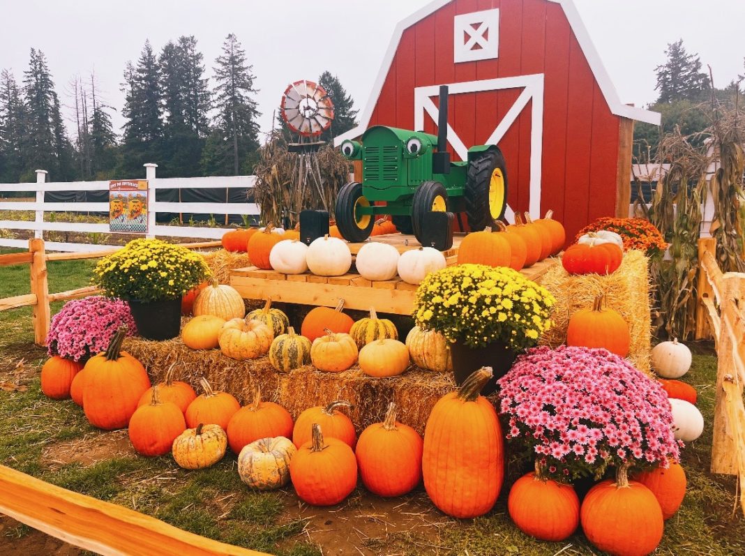 pumpkins and mums on a platform surrounding a small green toy tractor. A red barn is in the background
