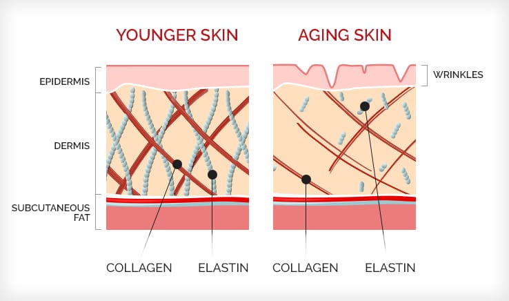 diagrams showing how elastin and collagen degrade as we get older.