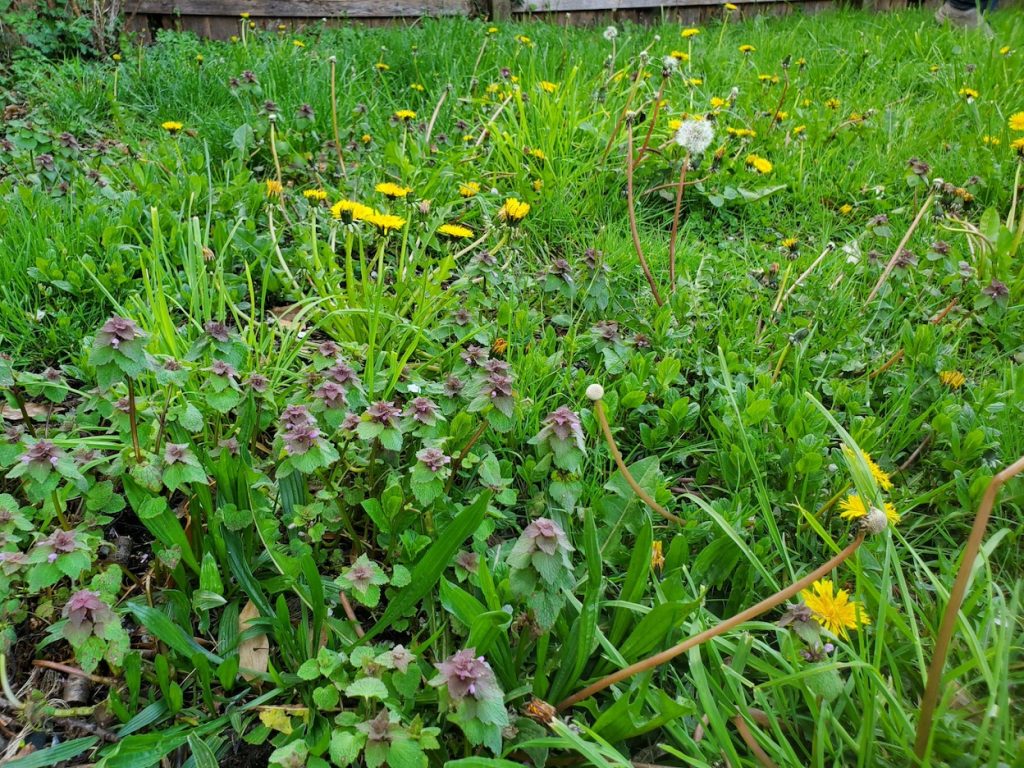a field of different plants