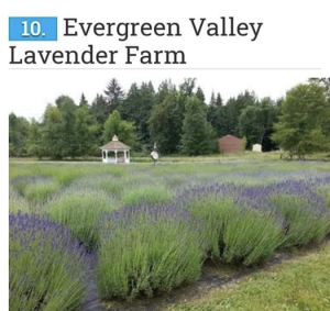 Grand Reopening Weekend @ Evergreen Valley Lavender Farm