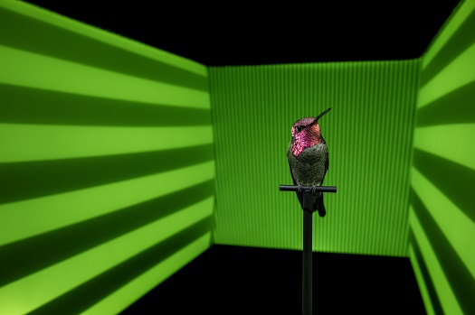 Hero Bird with Green Background Credit Anand Varma