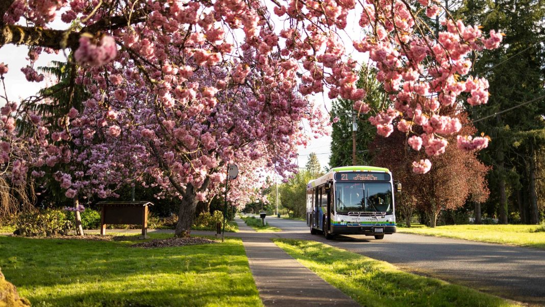 An Intercity Transit bus on a road with green grass next to it a tree full of cherry blossoms
