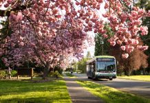 An Intercity Transit bus on a road with green grass next to it a tree full of cherry blossoms