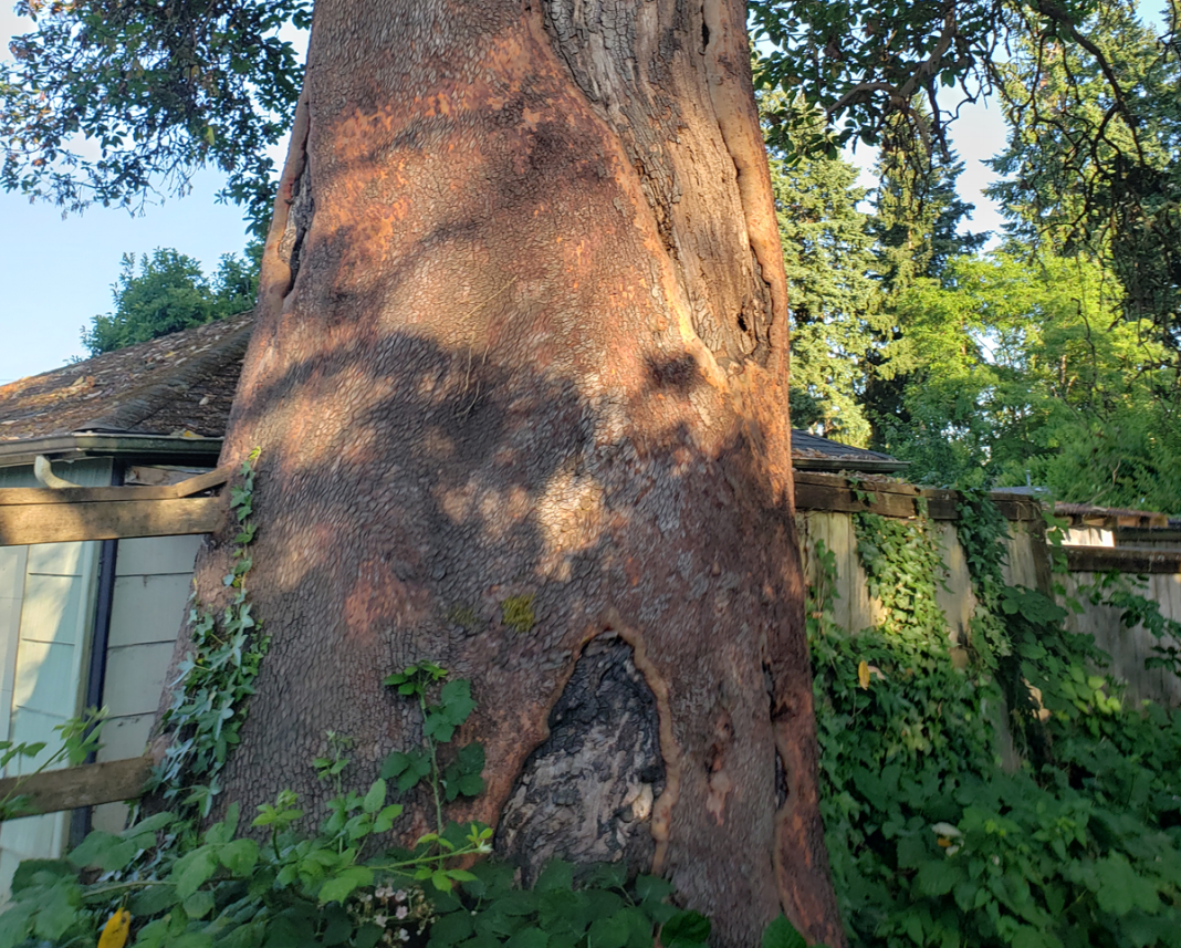 upclose photo of the trunk of the largest madrone tree in Olympia