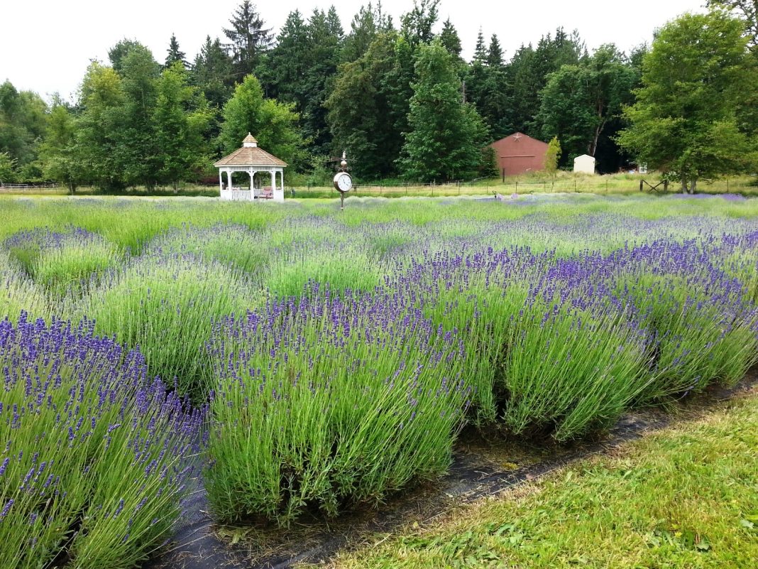 Lavender growing in a field with buds on the stems at Evergreen Valley Lavender Farm