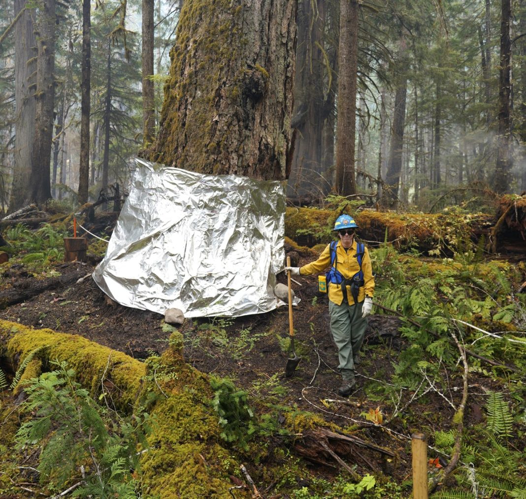 Old-Growth-Douglas-Fir-Tree-and-Resource-Advisor with fire repellent sheet over the trunk