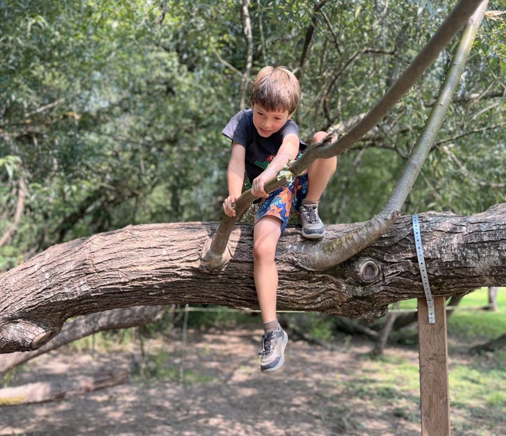 a little boy sits on on a large horizontal tree branch