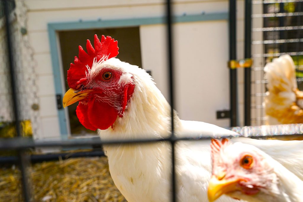 close up of two white chickens taken through a fence