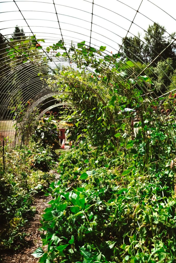 a giant garden trellis with a plant growing on it